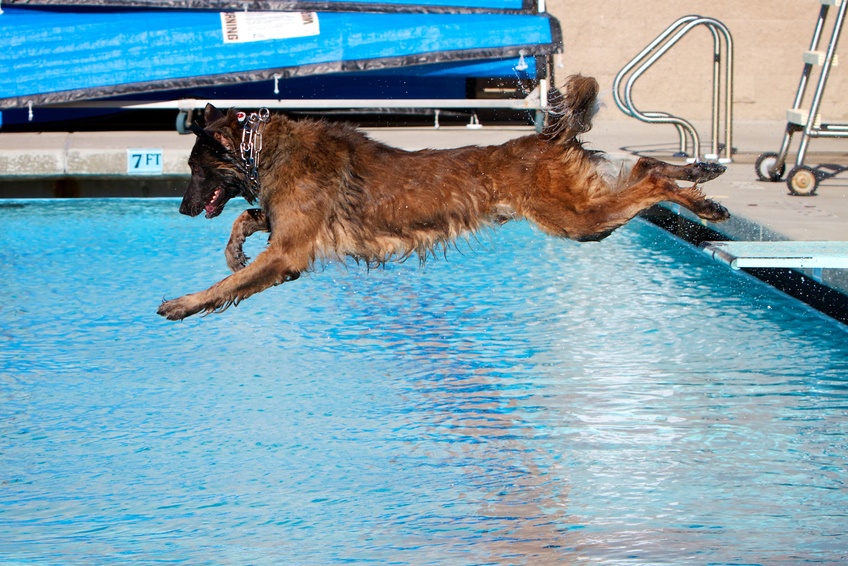 German shepherds breeders