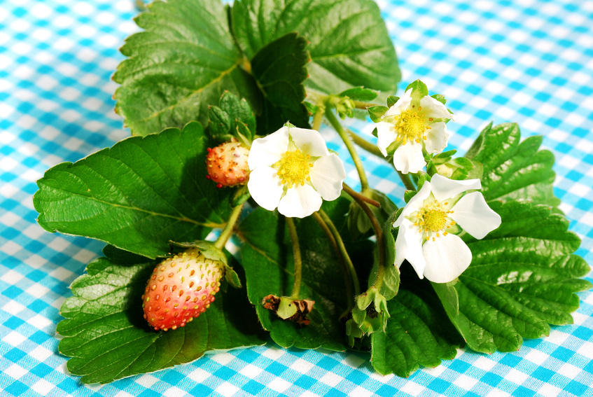 Edible flowers for salads