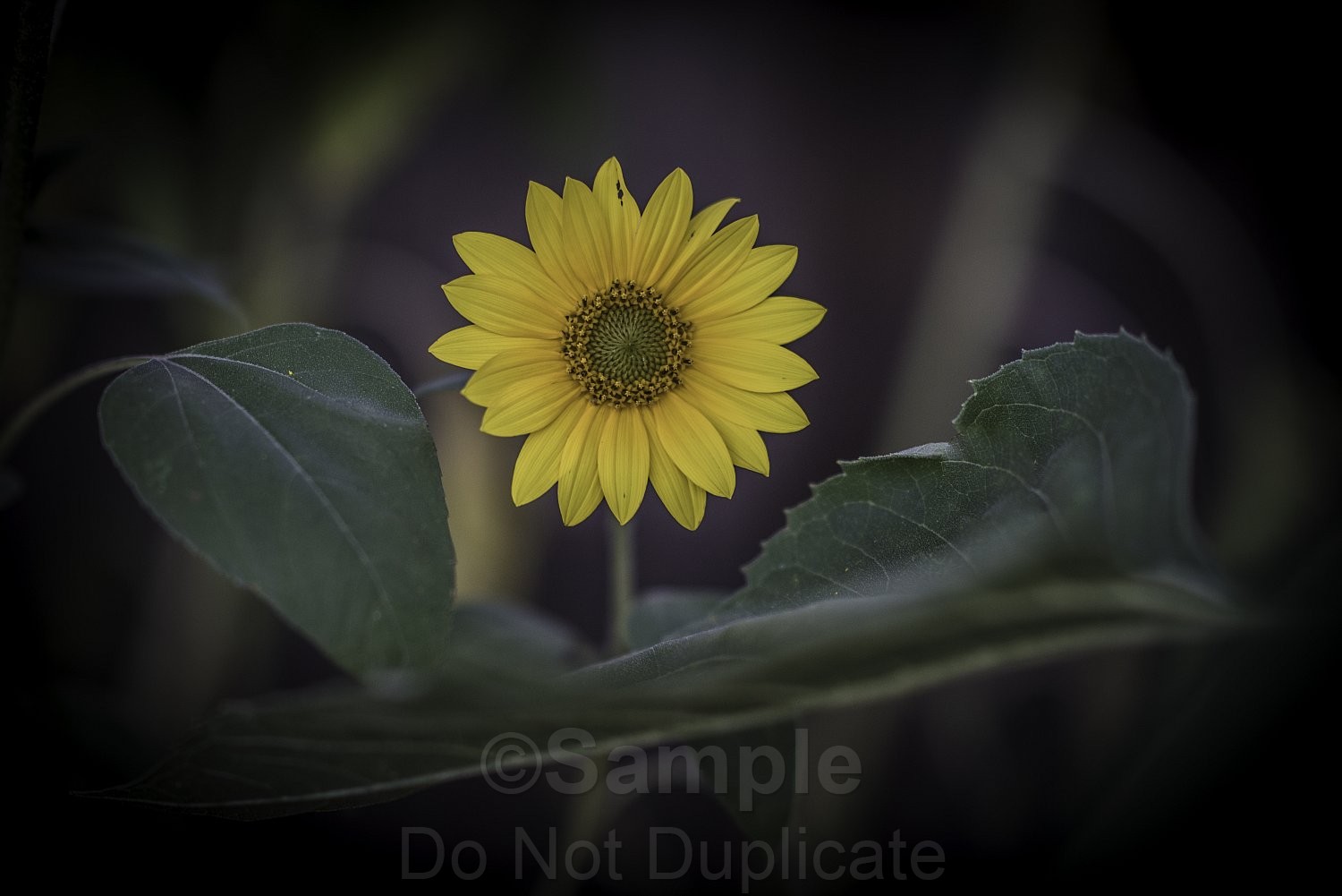 agriculture, bloom, blossom, botany, bright, color, daisy, field, flora, floral, flower, flowers, garden, growth, leaf, petal, petals, plant, pollen, rural, seed, sky, spring, summer, sun, sunflower, sunflowers, sunny, vibrant, yellow