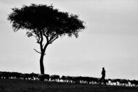 person walking beside tree