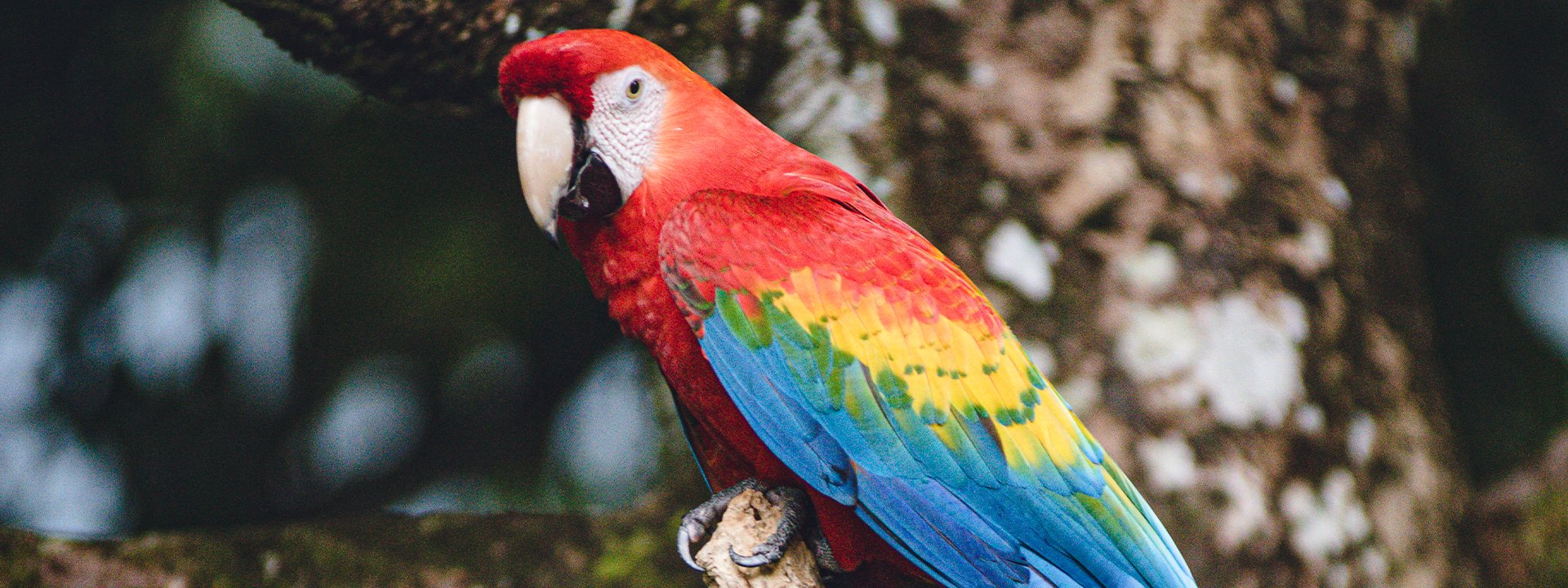 Con Un Domicilio Un Árbol estamos regenerando la biodiversidad de la Amazonía colombiana. Descubra cómo lo hacemos.
