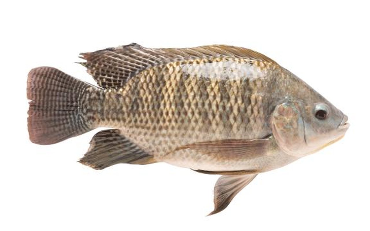 Mojarra Plateada 1