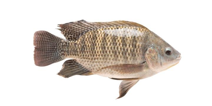 Mojarra Plateada