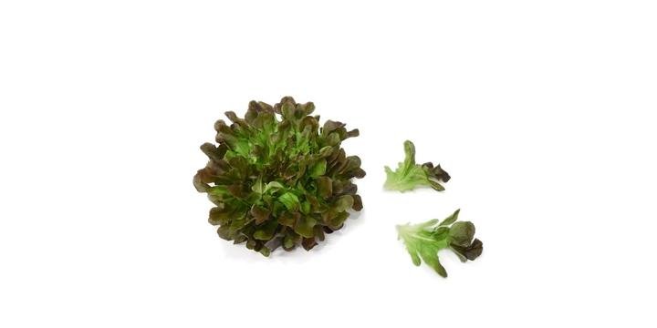 Lechuga Salanova Morada x 140g