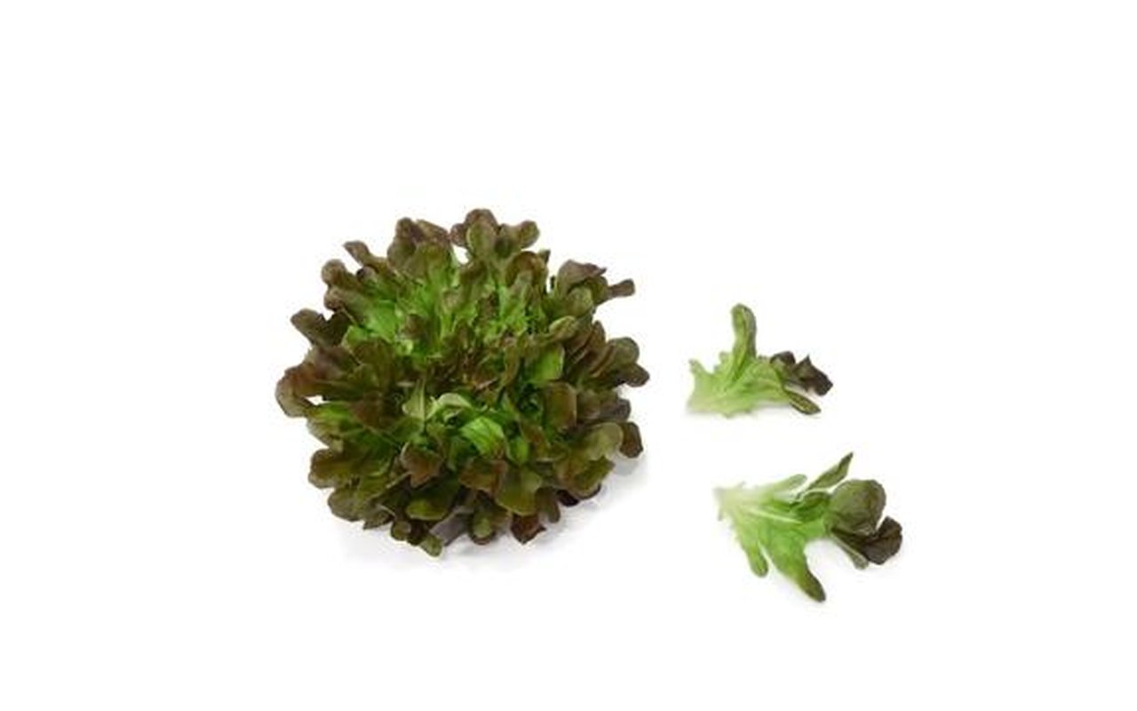 Lechuga Salanova Morada x 140g 1