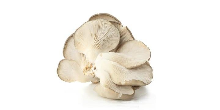 Orellana Recién Cosechada