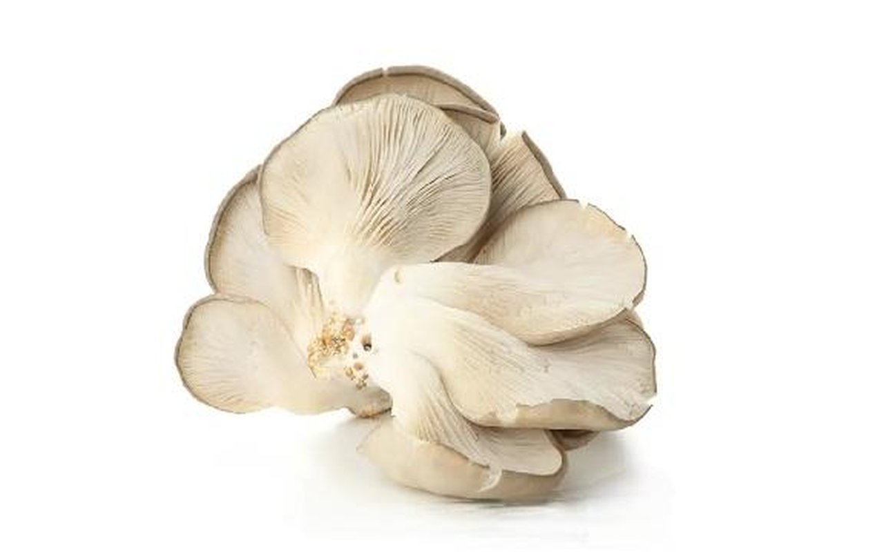 Orellana Recién Cosechada 1