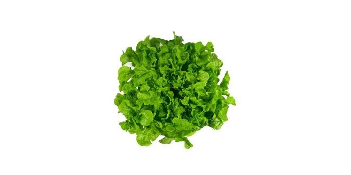 Lechuga Roble Verde x 140g