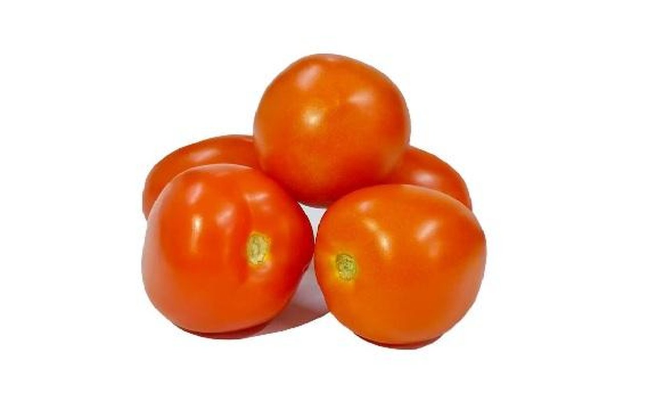 Tomate Chonto Grueso 1