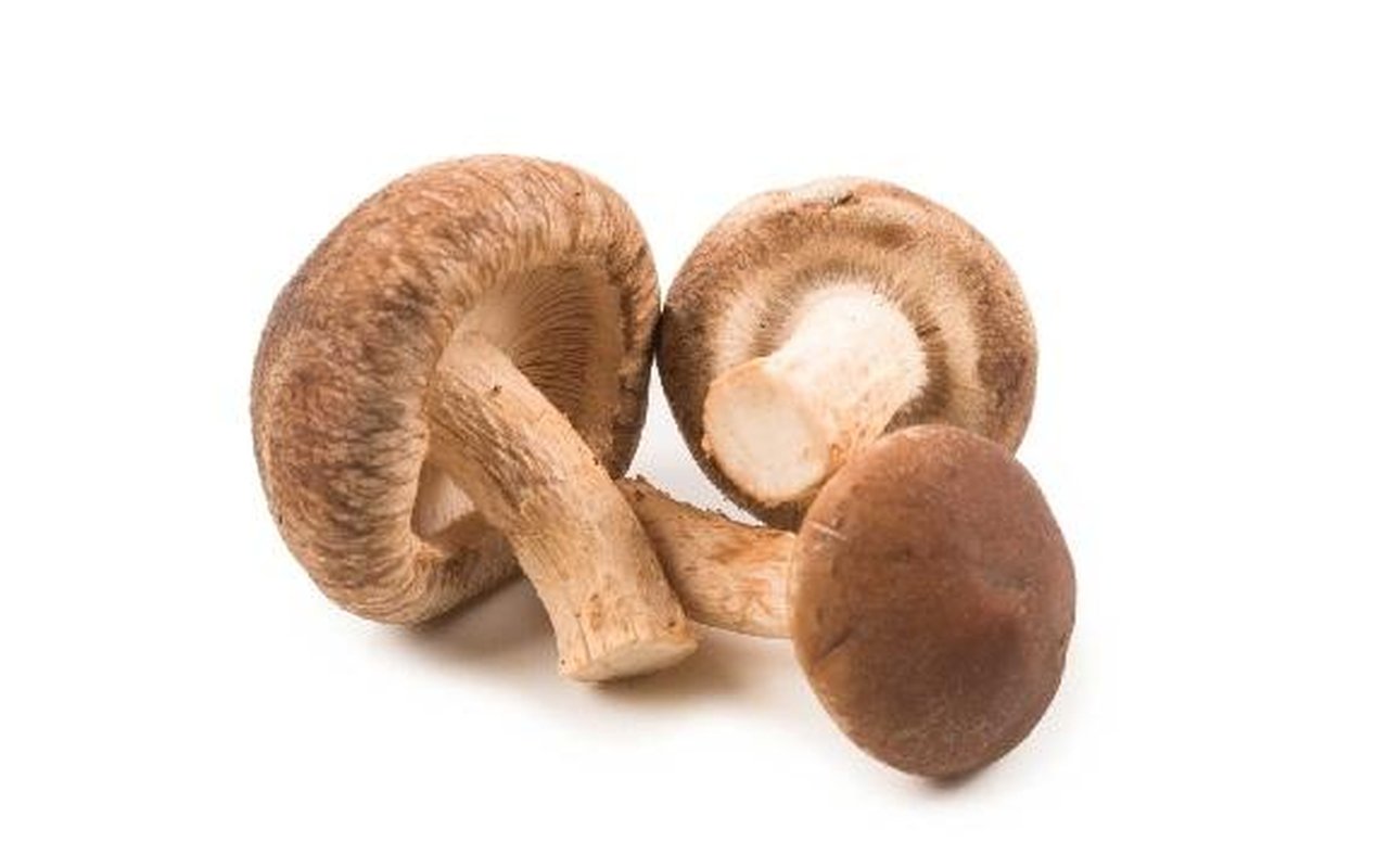 Shiitake Recién Cosechado 1