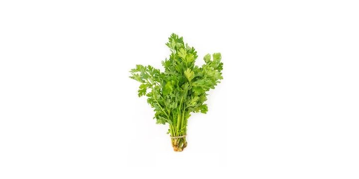 Cilantro