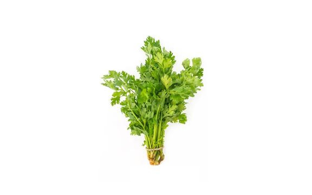 Cilantro 1
