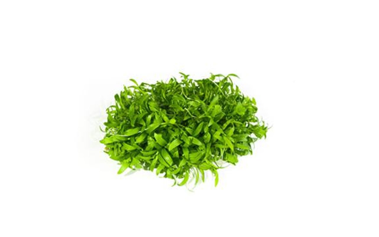 Brotes Cilantro x 30g 1