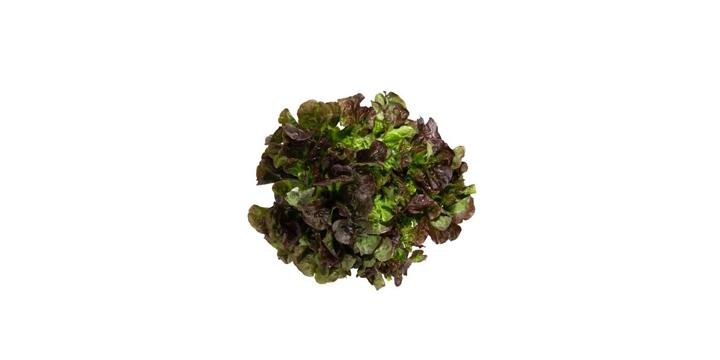 Lechuga Roble Morada x 140g