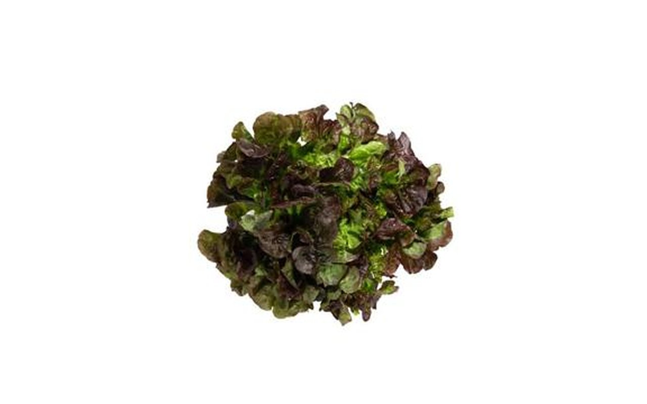 Lechuga Roble Morada x 140g 1