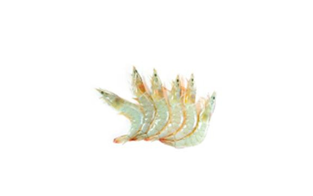 Langostino Gamba 20/30 1