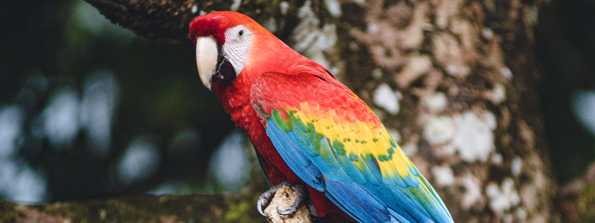 Conozca Un Domicilio Un Árbol, un programa con el que regeneramos la biodiversidad de la Amazonía colombiana.