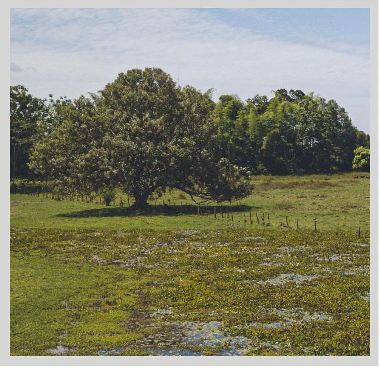 Especies de árboles