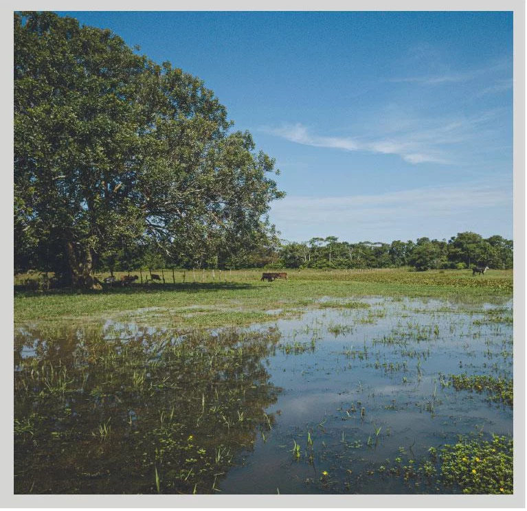 Problemática Ambiental