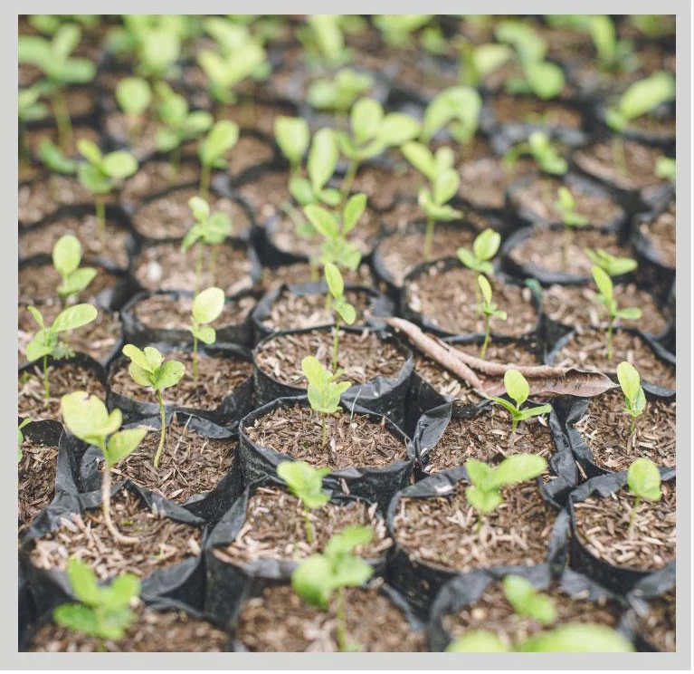 ¿Qué contempla el programa?