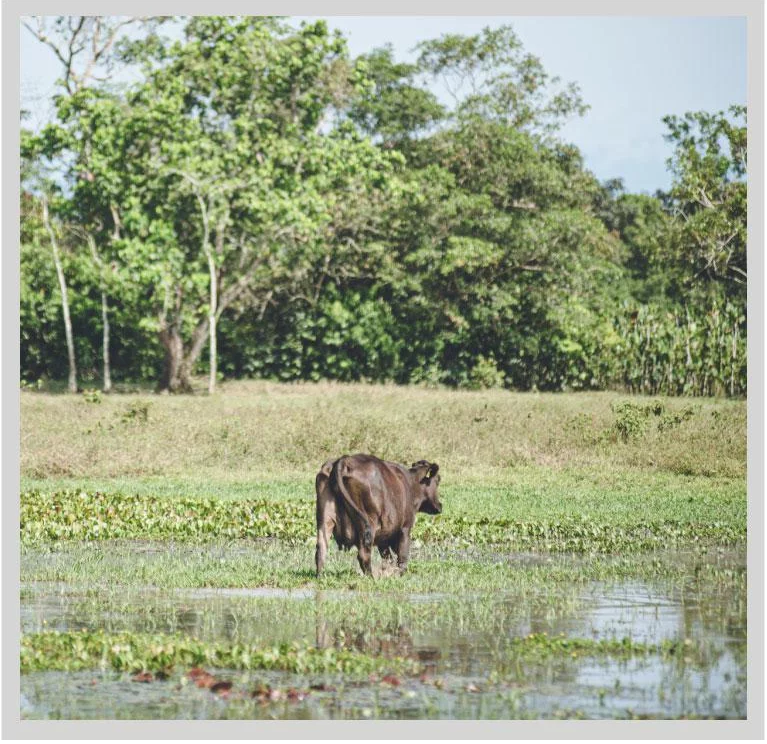Pacto Cero Deforestación Caquetá