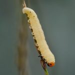 Ants Exterminator Platte City Mo – 10 Tips To Help People Choose The Right One