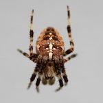 Flea Exterminator Kansas City – 6 Tips For Negotiating Cost With