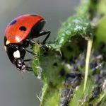 Pest Control Near Me Platte City Mo – 10 Tips For Choosing The Best Company