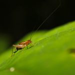 Pest Control Near Me Smithville Mo – 7 Tips For Choosing The Best Company