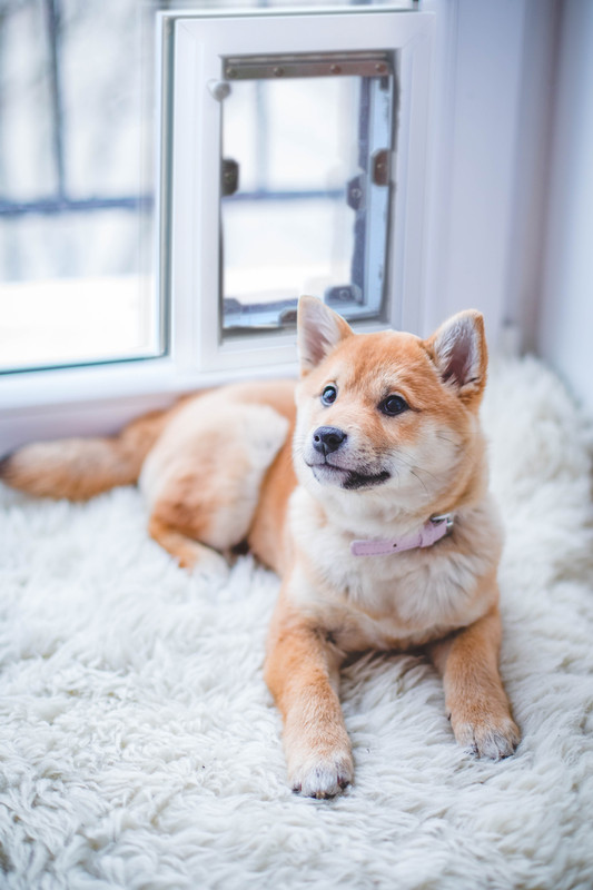 Shop Installing A Dog Door