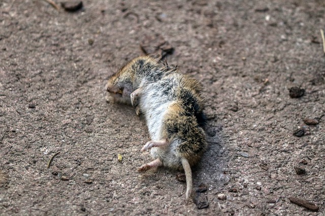 Rodents Smithville MO