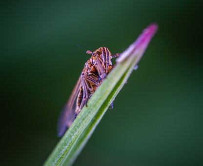 Bed Bugs Smithville MO