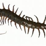 Tips For Finding The Best Basement Waterproofing Company in Buckner Missouri