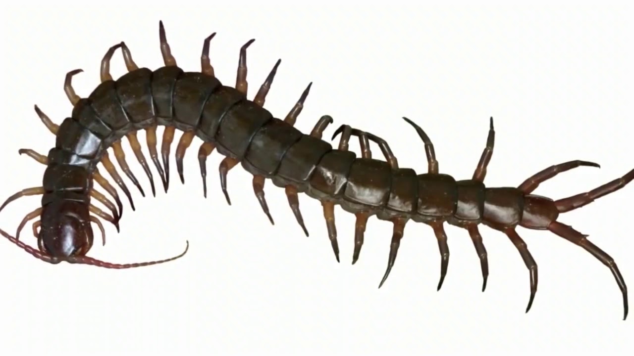 Tips For Finding The Best Basement Waterproofing Company in Buckner Missouri