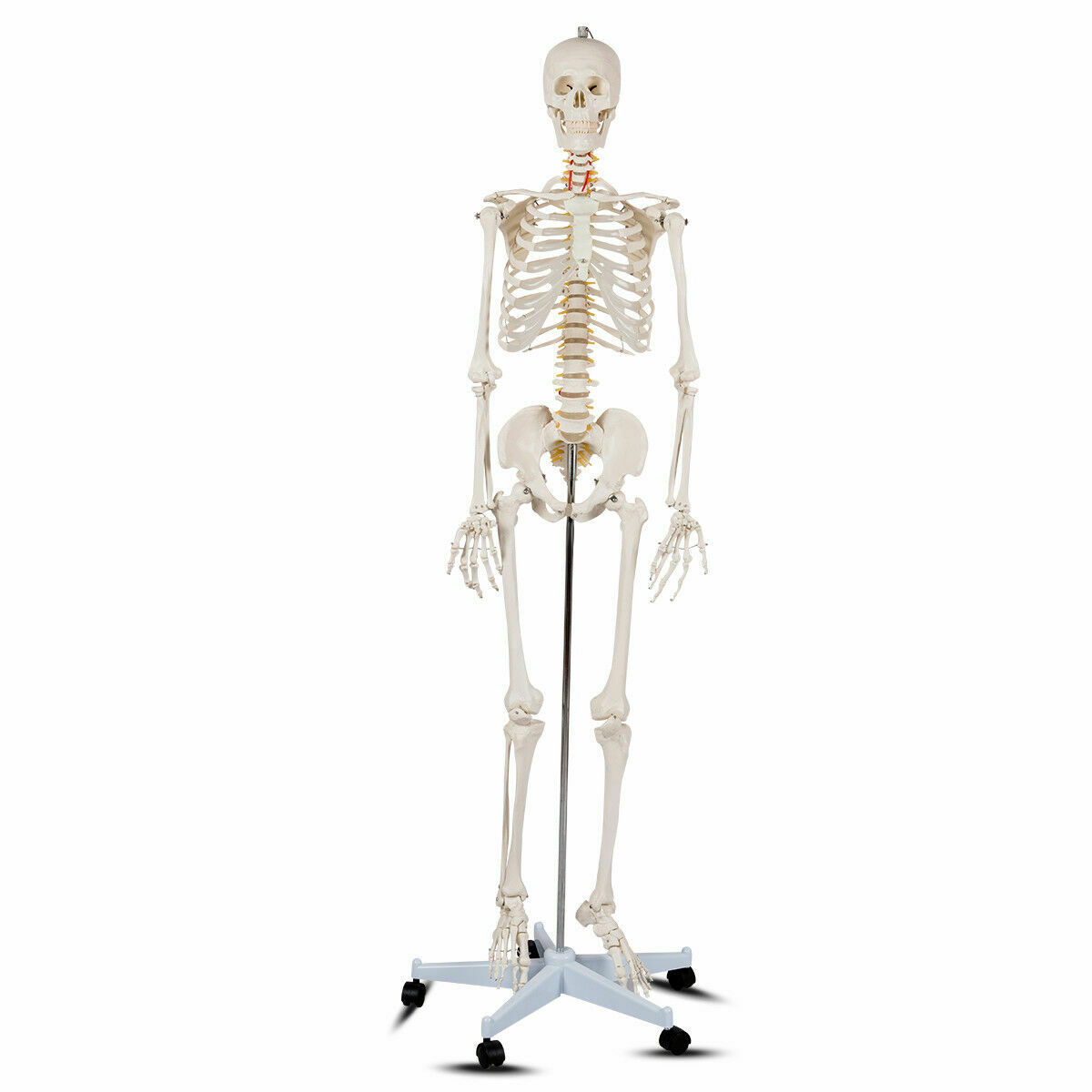 70.8'' Life-size Skeleton Model Medical School Human Anatomy Class W/Rolling Stand