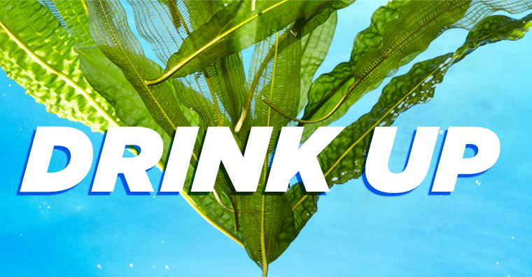 DRINK UP