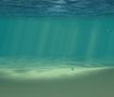 Under the sea