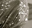 Rain Drops