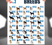Pet Station Clinic 
