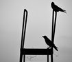 black &amp;white photography