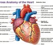 Medical illustration 