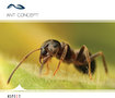 AL RWAD AL AWAEL LOGO