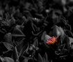 Red VS Black