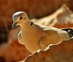Nature Photography
