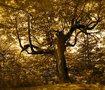 Magic Forest