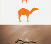 the camel