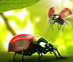 Lovely bugs