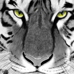 Tiger Face - Digital Painting