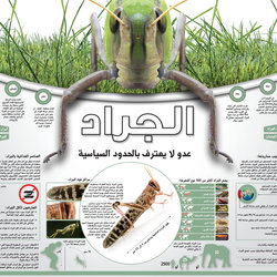 infographics Locusts