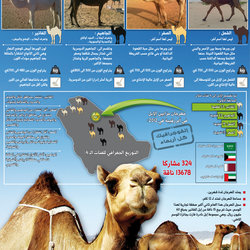 infographics ... the most beautiful! camel!!